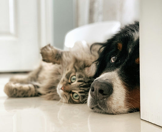 The Ultimate Guide to a Perfect Pet Life