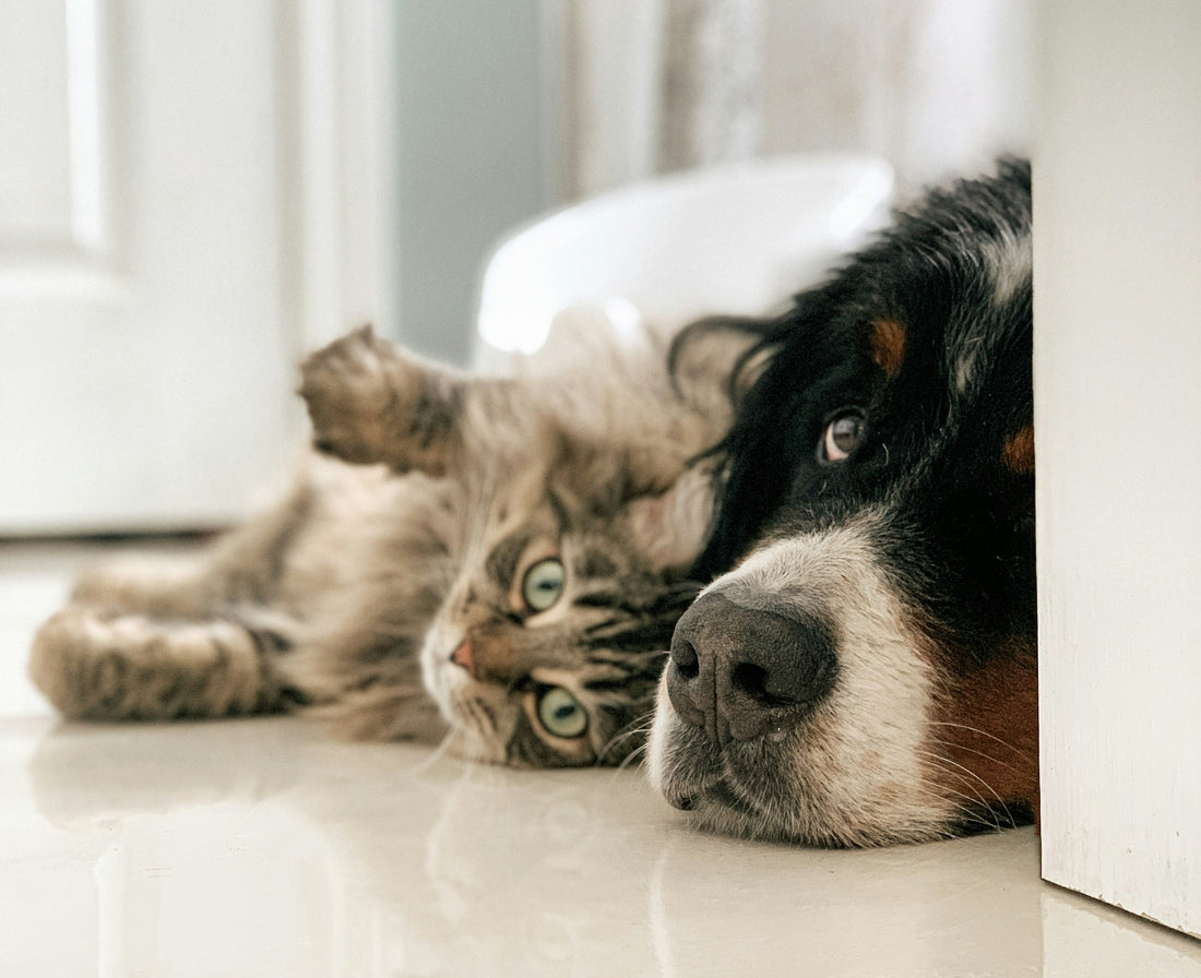The Ultimate Guide to a Perfect Pet Life